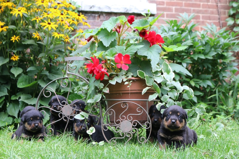 Rottweiler puppies in yard